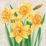 Салфетка бумажная для декупажа "Желтые нарциссы"